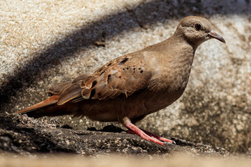 Purple dove - Columbina talpacoti