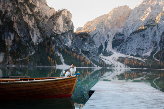  dog Jack Russell Terrier in boat. Mountain Lake Braies. boat station. Morning landscape with a pet