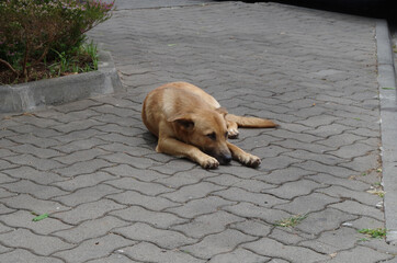Dog laying in the street