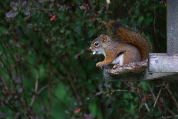 squirrel, animal, rodent, wildlife, mammal, nature, tree, grey, tail, wild, eating, fur, cute, forest, nut, branch, autumn, park, gray, furry, green, acorn, red, animals
