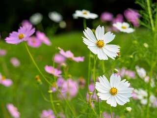 秋桜