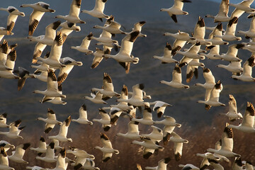 Snow geese (Chen caerulescens) in flight at sunset   Bosque del Apache NWR   near Socorro,  New Mexico © Tom