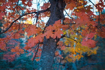 Gorgeous maple tree, Forest Service Rd 300. Payson, Arizona, USA. Best place to see maple colors.