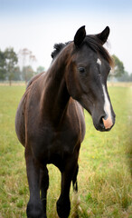 Obraz premium horse in the field