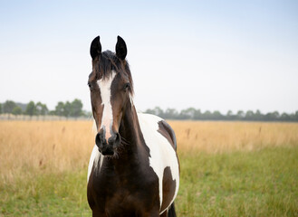 portrait of a horse in a paddock