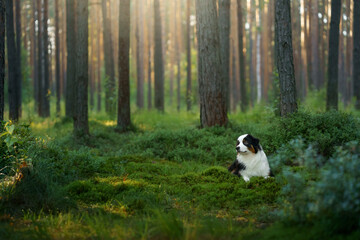 Naklejka na ściany i meble dog in a pine forest. Australian Shepherd in nature. Landscape with a pet. 