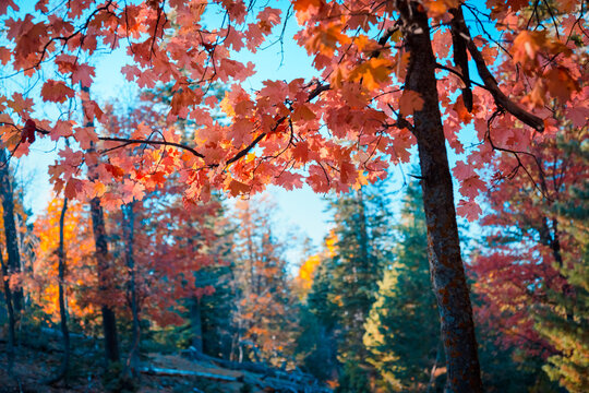 Autumn/Thanksgiving post card. Colorful, backlit red maple branch, beautiful bright autumn in the forest. Mogollon Rim, Forest Service Rd 300. Payson, Arizona, USA. Best place to see maple colors.