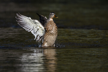 Female Mallard Splashing Water With Open Wings