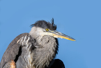 Great Blue Heron  Closeup Portrait on Blue Background