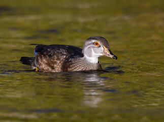Male Wood Duck Drake Swimming on the Pond