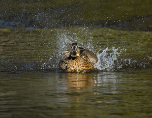 Female Mallard Washing and Splashing Water  