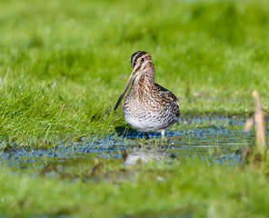 Wilson's Snipe Foraging on the Pond with Green Grass
