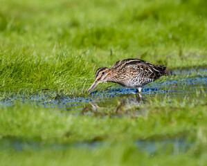 Wilson's Snipe Foraging on the Pond with Green Grass