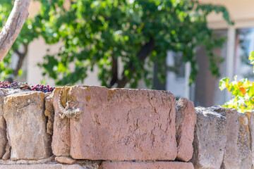 A lizard on the garden wall