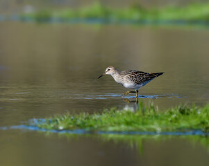 Pectoral Sandpiper Foraging on the Pond