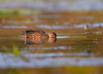 Female Blue-winged Teal Foraging on the Pond