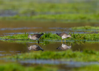 Two Lesser Yellowlegs with Reflection Foraging on the Pond