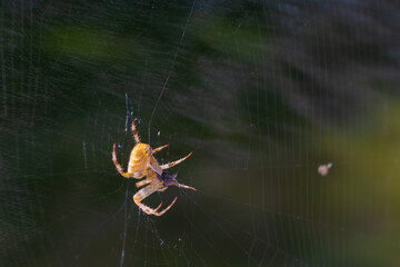 spider, web, insect, nature, macro, arachnid, animal, garden, net, wildlife, trap, cobweb, bug, closeup, araneus, danger, legs, cross, predator, garden spider, fear, spiderweb, araneus diadematus
