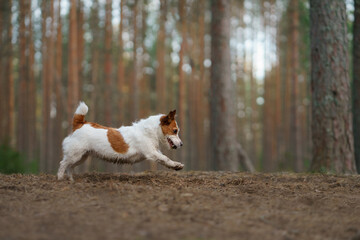 Naklejka na ściany i meble red and white dog runs in a pine forest. little active jack russell plays in nature. 
