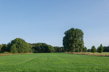 Fototapeta premium Landscape sunny scenery of green agricultural field and meadow against deep blue sky in countryside area in Germany during summer.