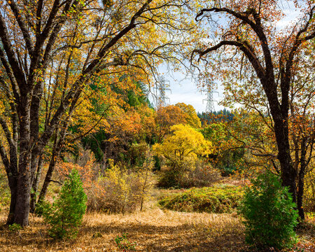 Image of a fall landscape with trees changing colors and power lines in the background