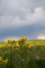 Prairie Storms