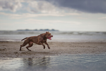 dog on the beach. Active pit bull terrier play on the background of the sea. pet in summer 