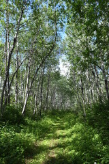 Boreal Trail