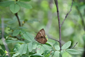 butterfly on a leaf