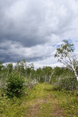 Boreal Trail