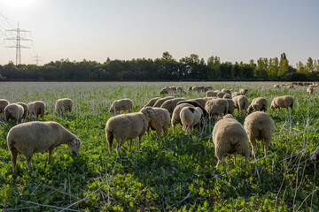 Group of Sheep grazing on meadow on countryside of Germany.
