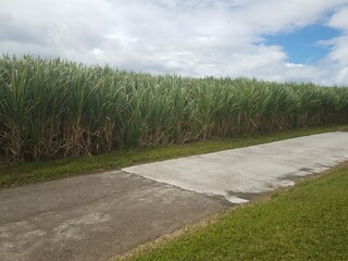 sugar cane field