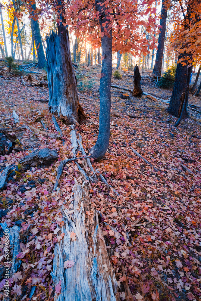 Poster Scenery of autumn in the forest of Payson, Arizona. Fallen, dead tree log, and leaves on the ground.