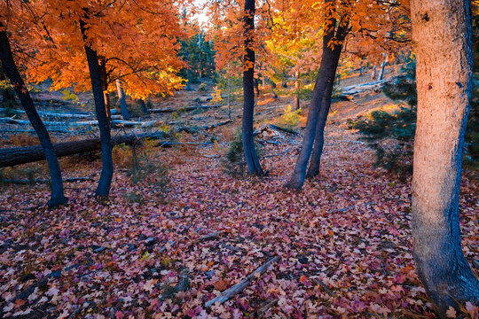 Back lit fall foliage, colorful maple trees in the forest, fallen leaves on the ground. Beautiful autumn scenery. payson Arizona USA.