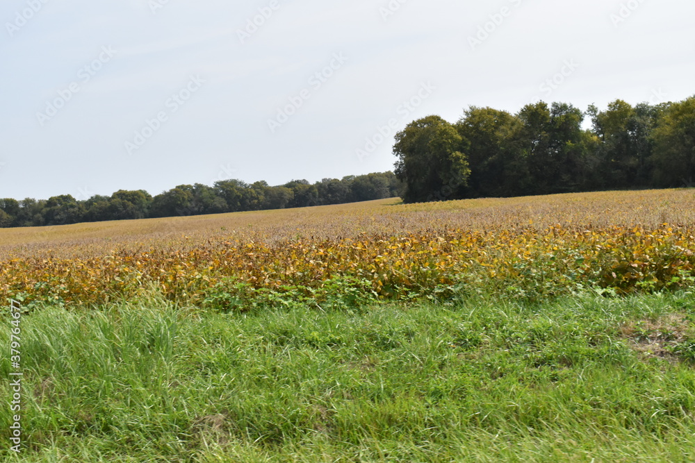 Sticker soybean field