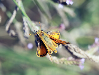 Orange black and green Aaron's Skipper Poanes aaroni on small pink wildflowers on sunny day