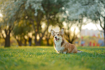 Naklejka na ściany i meble dog portrait in nature. red and white Welsh corgi pembroke on the grass. Popular breed. Pet in park