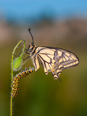 Amazing moment ,Butterfly , and  caterpillar, 