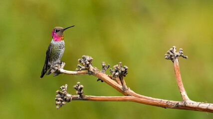 A Male Anna's Hummingbird Perched on a Branch in Arizona