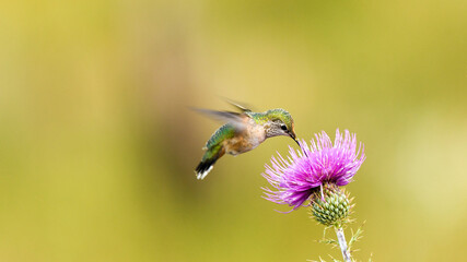 A Rufous Hummingbird Feeds From a Purple Flower in Arizona