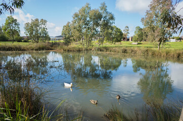 A wetland with some wild ducks swimming on the water pond with some Australian homes/houses in the distance. Concept of environmental protection, conserving nature reserve in residential areas.