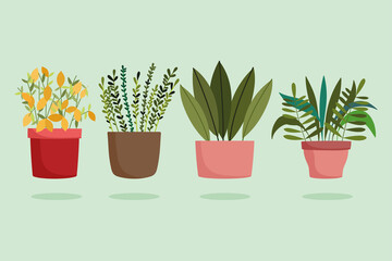 gardening, different houseplants in pots decoration