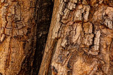 Fondo de madera, textura de madera, buenos aires, argentina