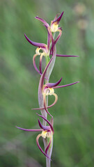 Brown Beaks Orchid (Lyperanthus suaveolens) - approx 30mm dia - endemic to eastern Australia