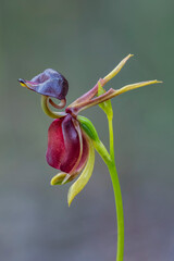 Flying Duck Orchid (Caleana major) - native to Australian wilderness - only approx 20mm long. These tiny orchids attract male sawflies which are tricked into thinking the plants are female sawflies. 