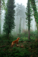 red dog in foggy forest. Nova Scotia Duck Tolling Retriever in nature. 