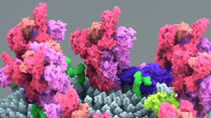 The coronavirus spike protein that mediates coronavirus entry into host cell
