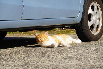 駐車場でひなたぼっこをする茶トラの猫/Brown cat is basking in the sun