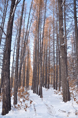 trees and sky