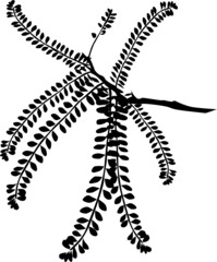 Kowhai leaf drawing